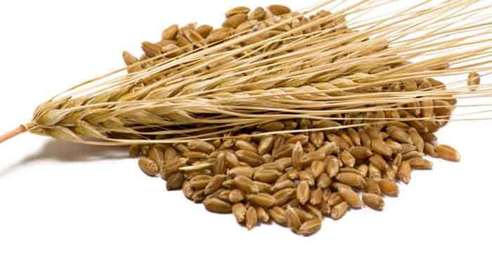 Barley for Hair Fall Control