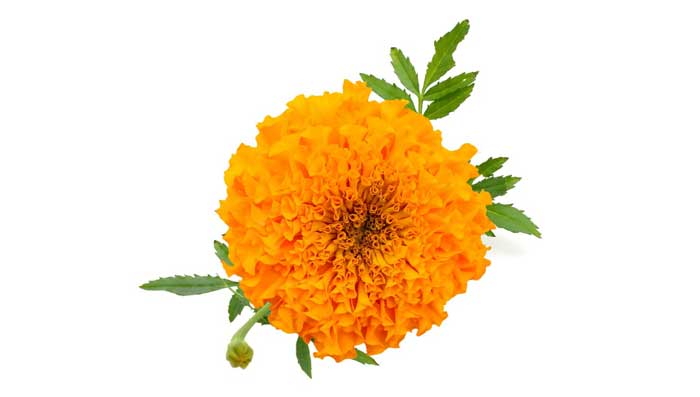 Marigold flower and masoor dal face pack for pigmentation & skin moisturisation