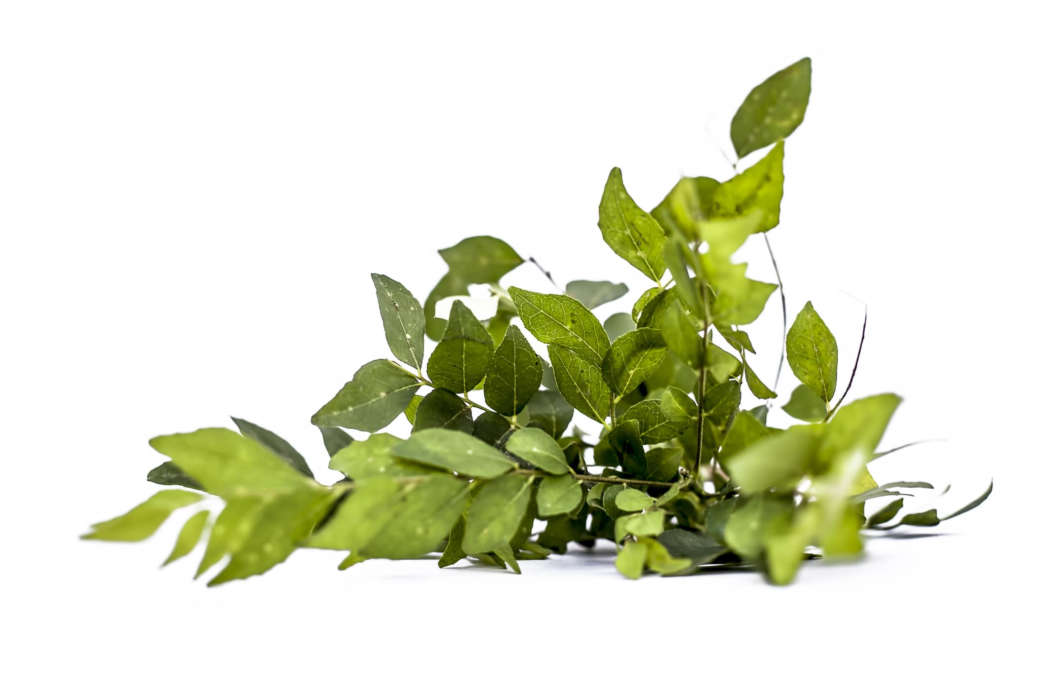 curry leaves benefits for hair