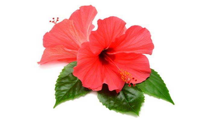 How to Use Hibiscus to Prevent Hair Fall